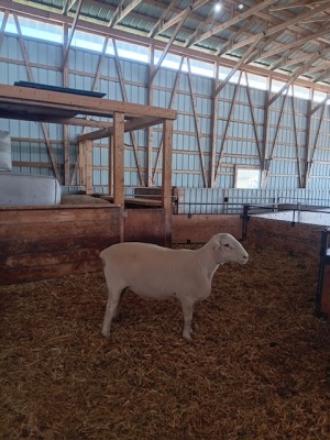 YEARLING CANADIAN ARCOTT RAM