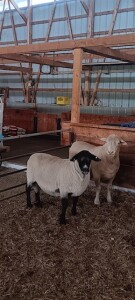 3 YEAR OLD HOME-RAISED SUFFOLK RAM
