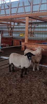 3 YEAR OLD HOME-RAISED SUFFOLK RAM