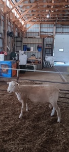 YEARLING DORSET RAM