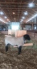 YEARLING SUFFOLK RAM