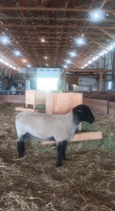 YEARLING SUFFOLK RAM