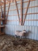 MATURE RAM