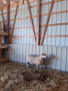 MATURE RAM