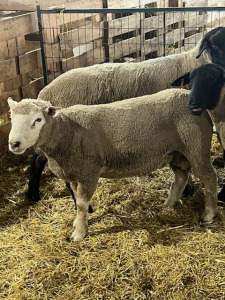 YEARLING ILLE DE FRANCE RAM