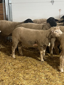 YEARLING ILLE DE FRANCE RAM