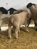 YEARLING ILLE DE FRANCE RAM - 3