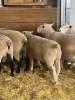 YEARLING ILLE DE FRANCE RAM - 4