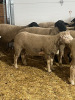 YEARLING ILLE DE FRANCE RAM - 6