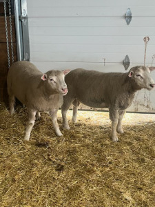 YEARLING ILLE DE FRANCE RAM