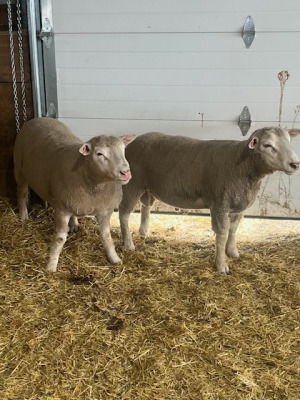YEARLING ILLE DE FRANCE RAM