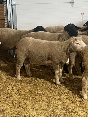 YEARLING ILLE DE FRANCE RAM