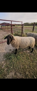 2 YEAR OLD SUFFOLK RAM