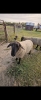 2 YEAR OLD SUFFOLK RAM - 2
