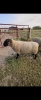 2 YEAR OLD SUFFOLK RAM - 3
