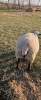 2 YEAR OLD SUFFOLK RAM - 4